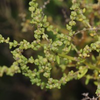 Suaeda maritima (L.) Dumort.